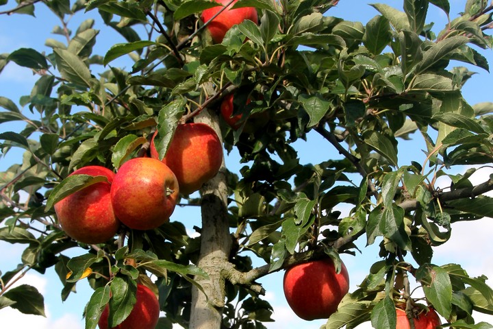 Pommes BIO des Vergers des Savoies, sac de 5 kg mélange de 3 variétés